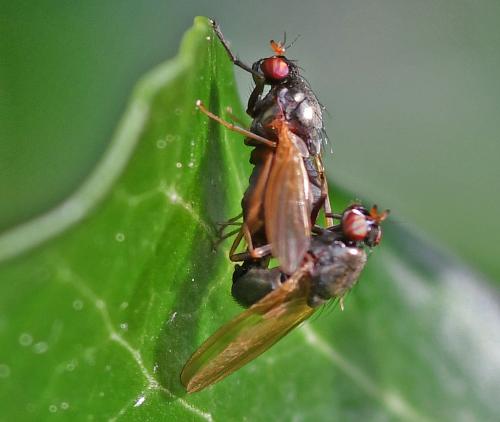 Réf. 333 044 : Calliopum elisae